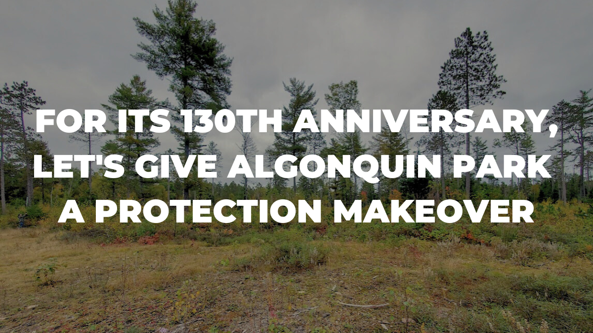 Let's give Algonquin Park the gift of protection Wilderness Committee